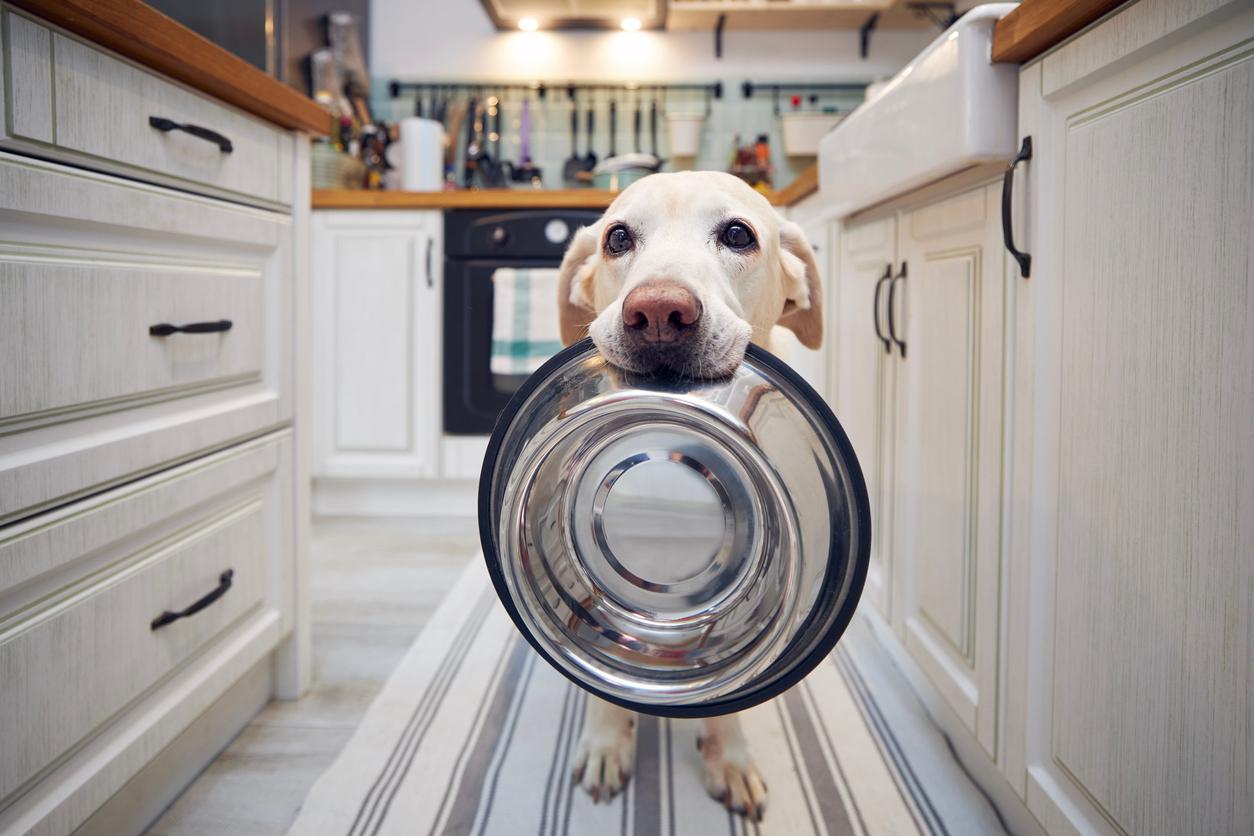 A Labrador retriever is holding a dog bowl in his mouth in a kitchen at home.