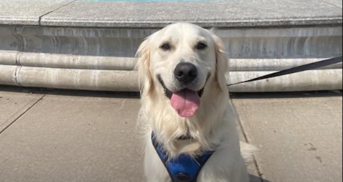 Aging Starts In The Cells: Here's How To Help Your Dog Stay Healthier, Longer