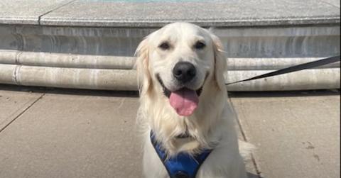 Aging Starts In The Cells: Here's How To Help Your Dog Stay Healthier, Longer