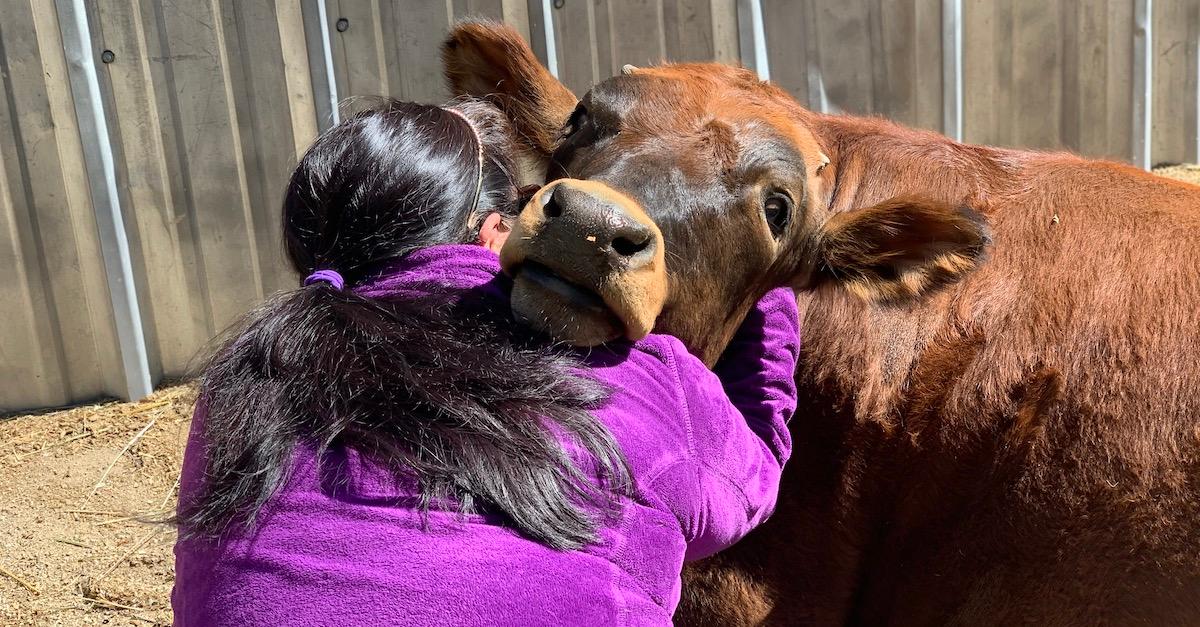 Cow sanctuary hot sale near me