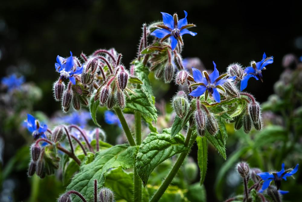 Blue borage flowers