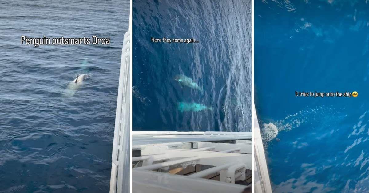 Penguin uses wiles against Orcas (Image Source: Instgram | @polarlatitudes)