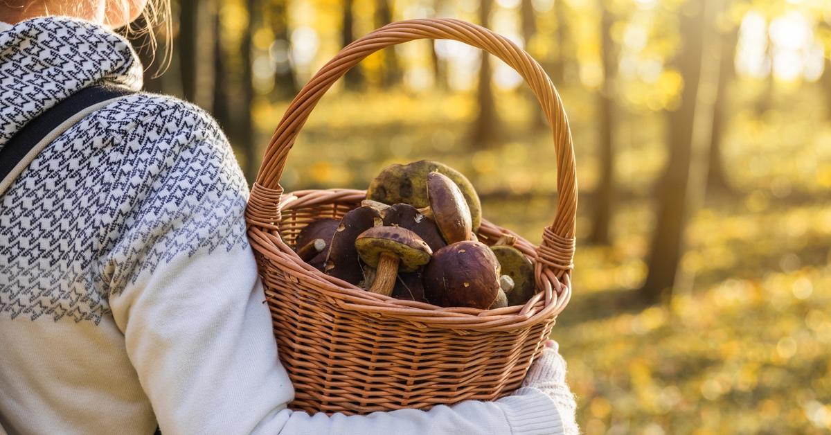 Woman holding wooden foraging basket with mushrooms in the forest. 