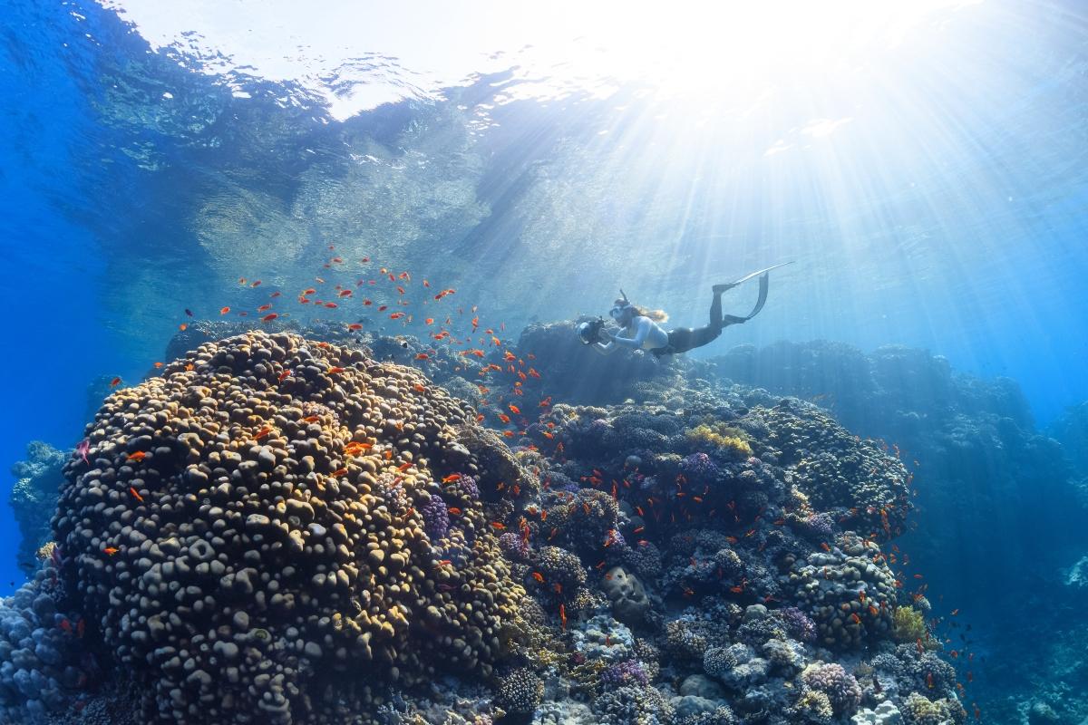 Diver around a coral reef