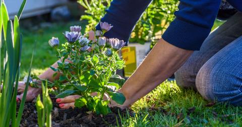 gardeningbanmichigan
