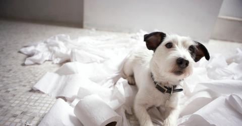 A Jack Russell Terrier sitting in toilet paper.
