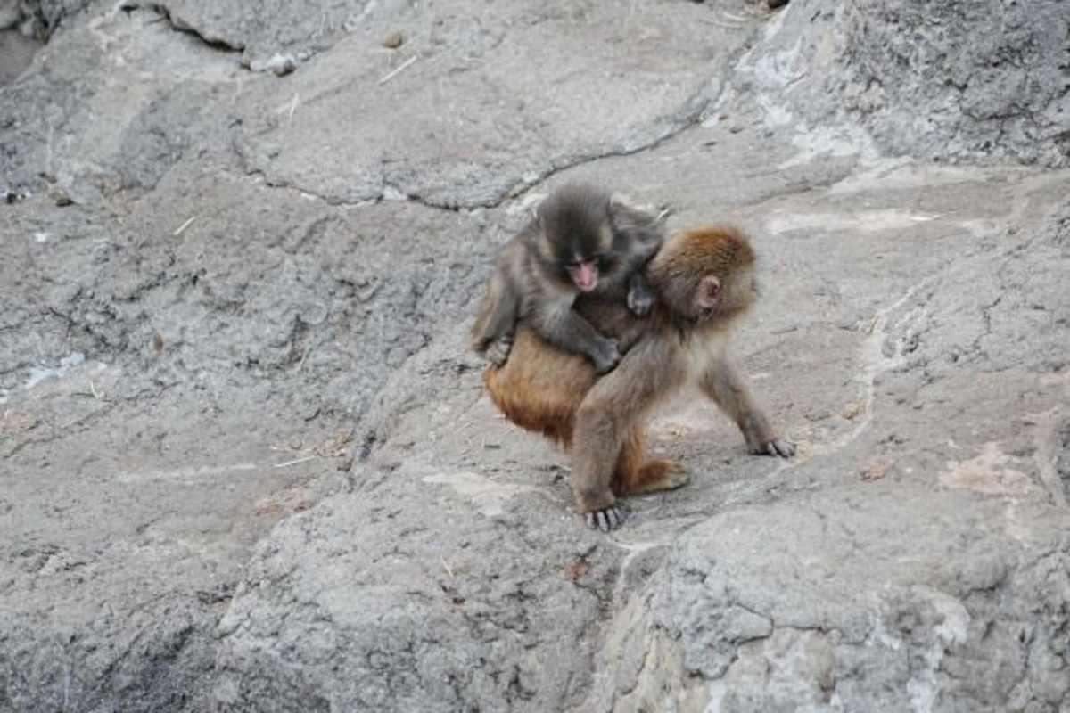 pn/ccfc e  bdbc fbdeafae