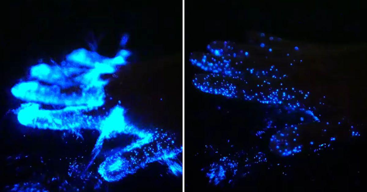 Photographer dips his hand in Florida's waters, and it lights up with a surreal bluish glow. (Cover Image Source: Instagram | @patrickc_la)