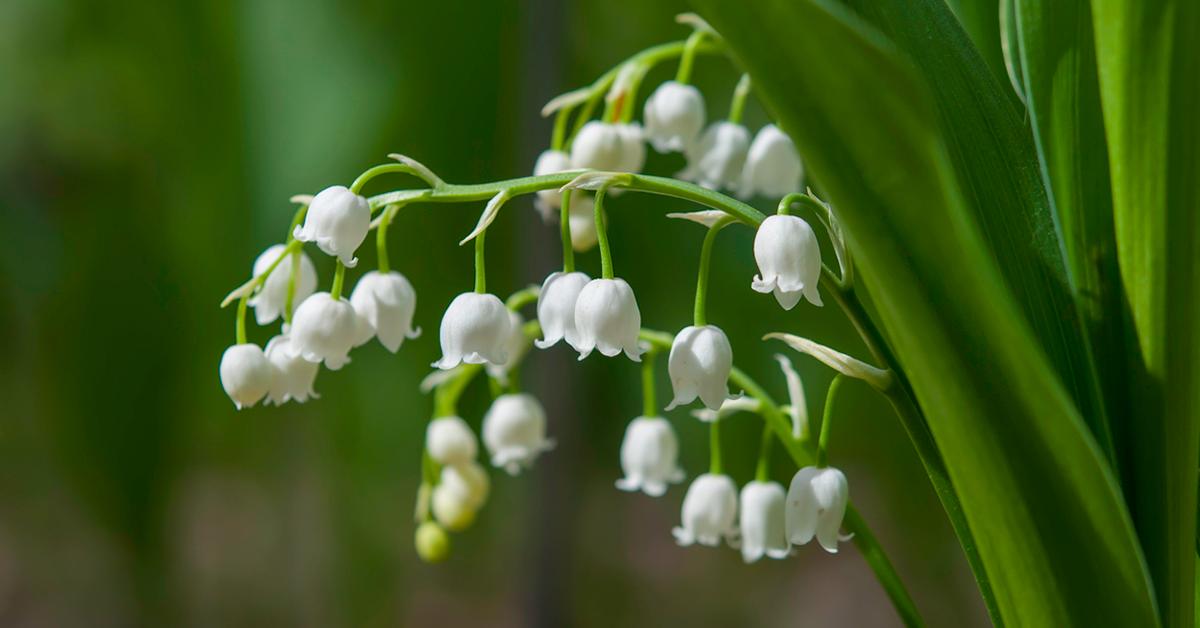 is lily of the valley poisonous to dogs