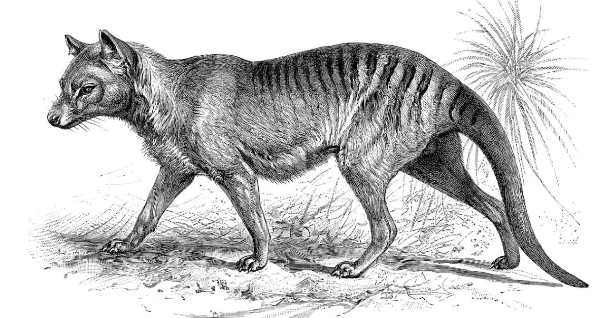 Extinct Tasmanian tiger's RNA recovered: Can it be resurrected?