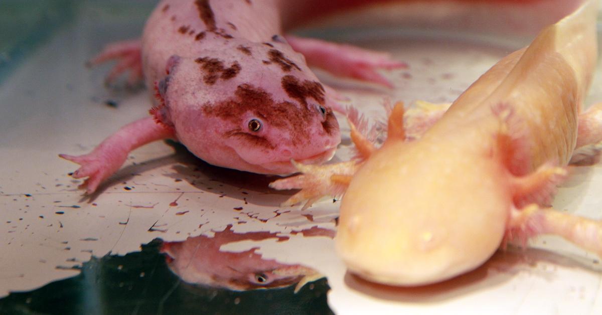 Two axolotls swimming together in the tank.