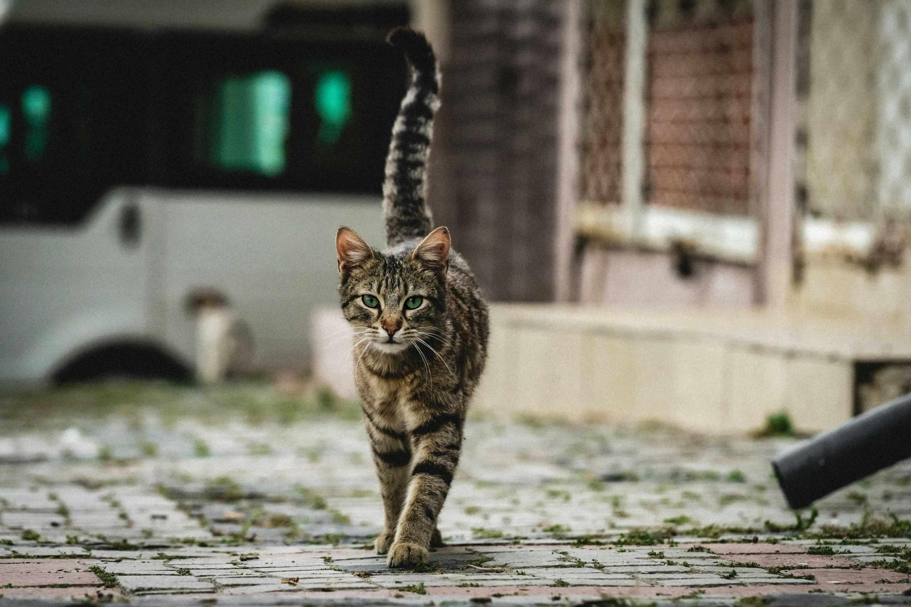 A stray cat is pictured atop a street.