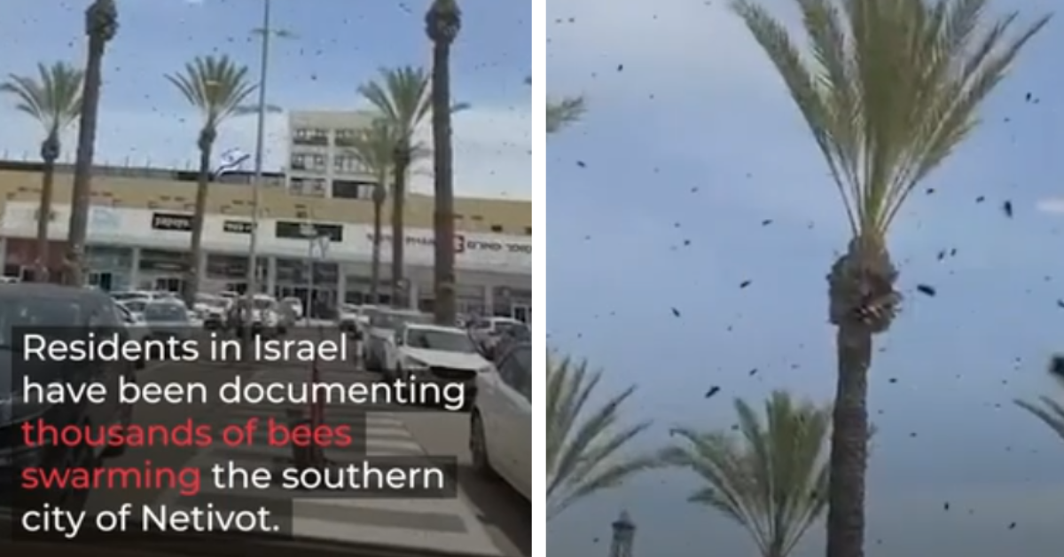 Massive Bee Swarm in Southern Israel, Explained
