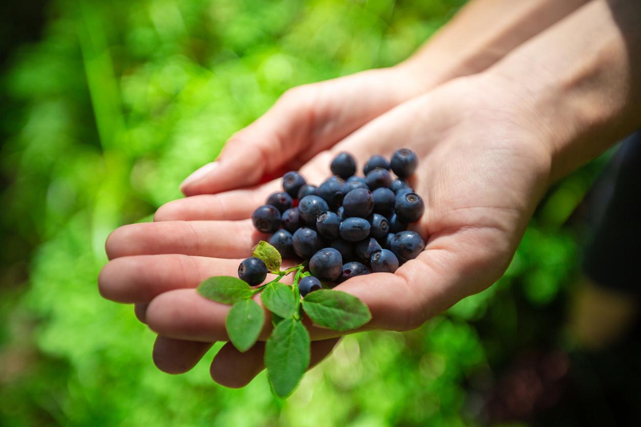 A person holds a bunch of blueberries in their hands beside a leaf.