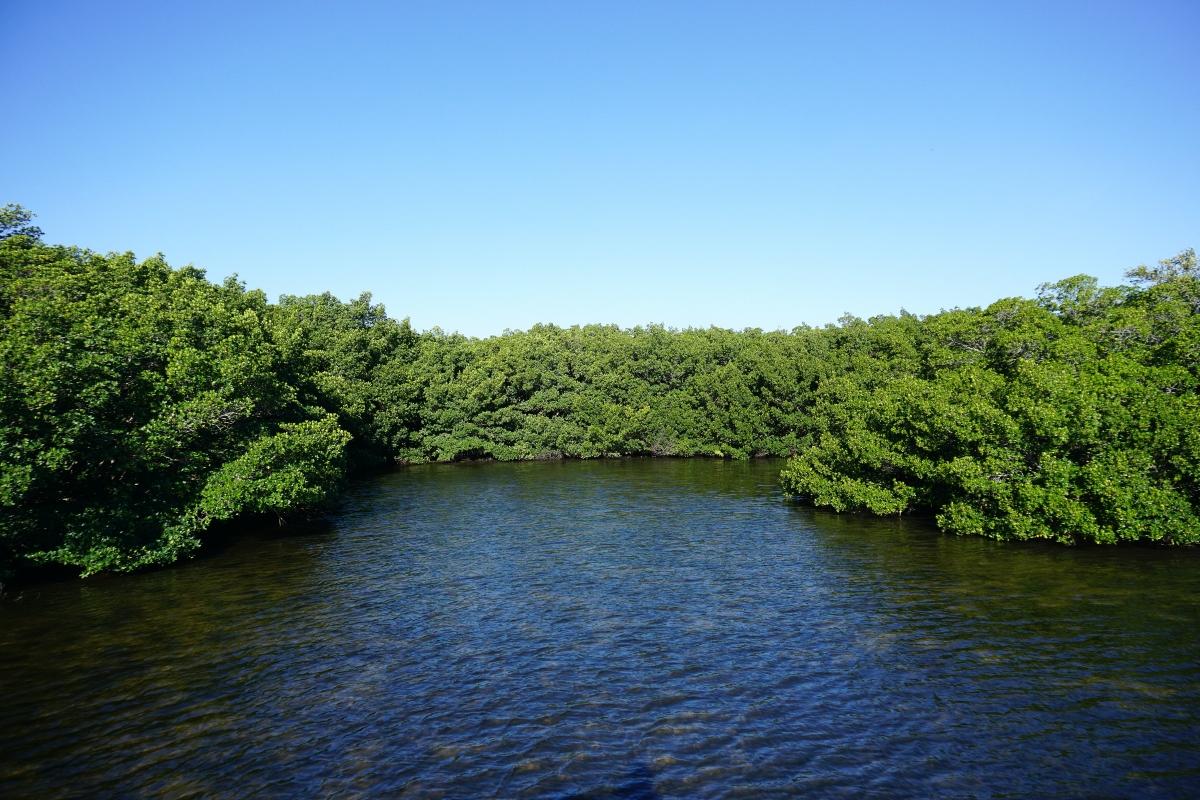 water surrounded by trees