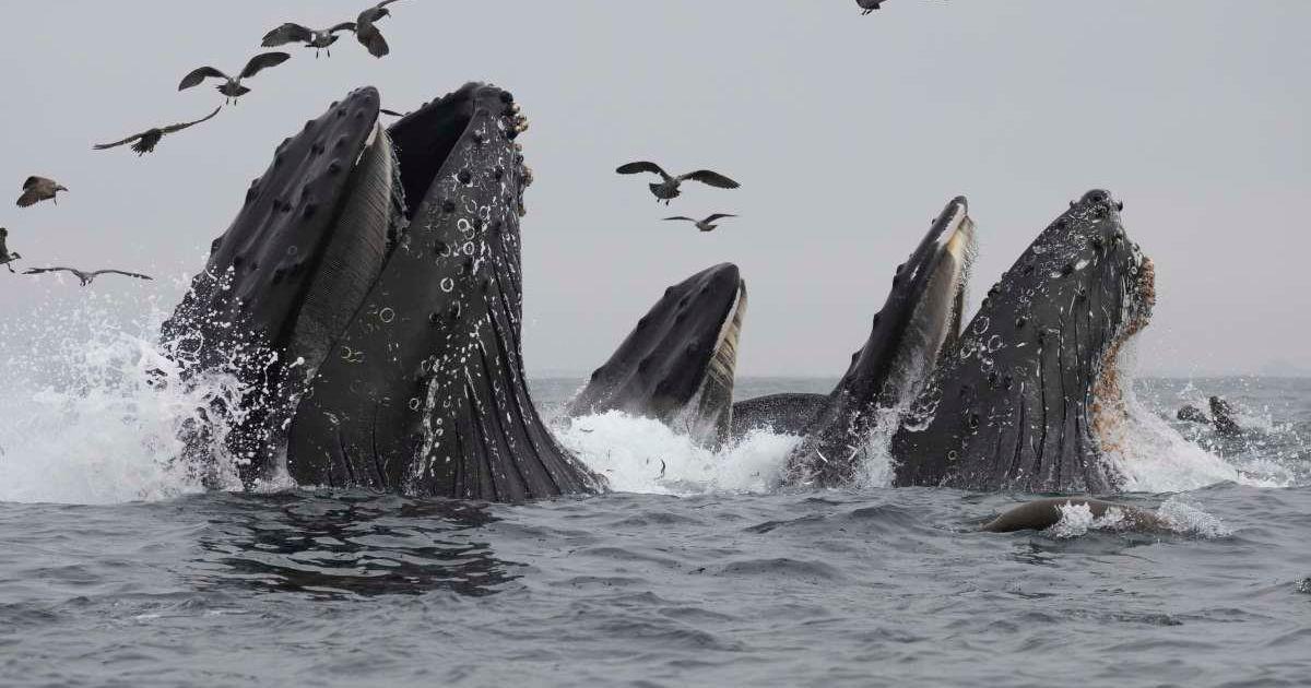 Humpback Whales. (Representative Cover Image Source: Getty Images | Chase Dekker Wild-Life Images)