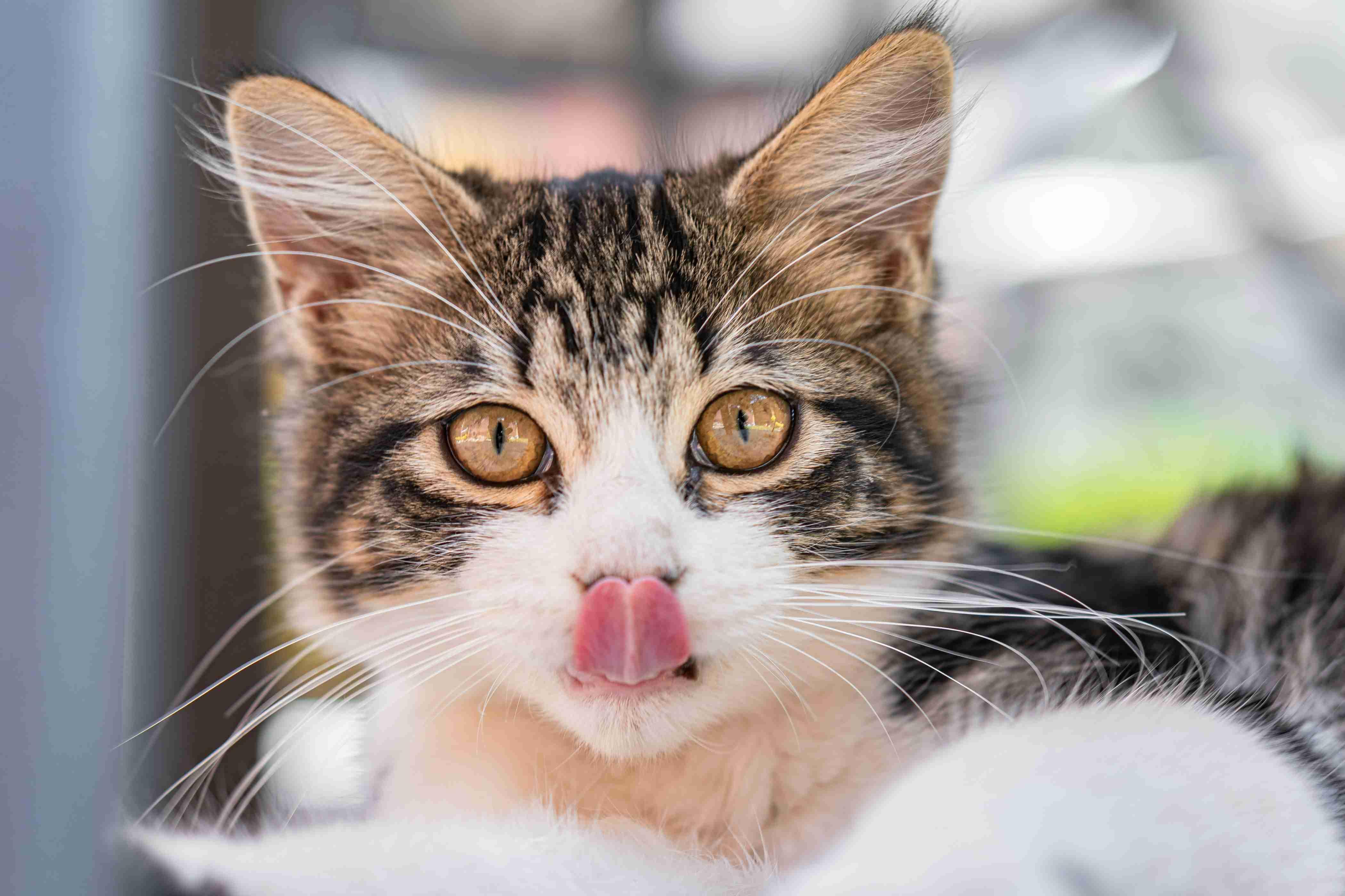 A photo of a young cat's face while she is sticking her tongue out.