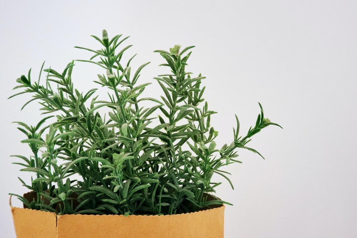 A potted rosemary plant