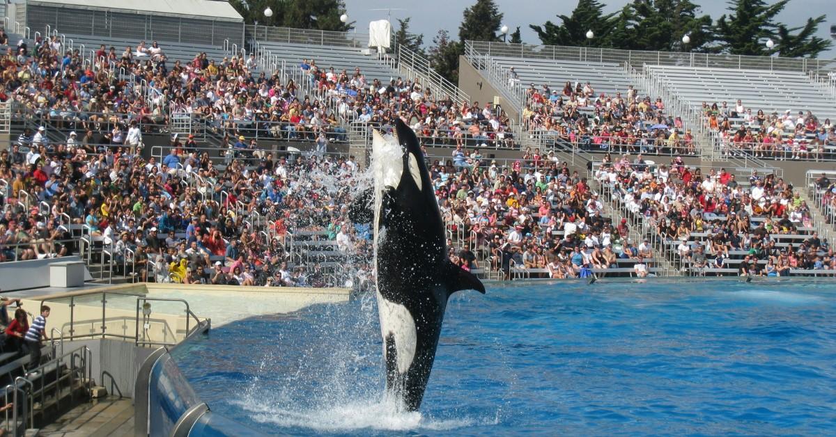 An orca performs in front of an audience at SeaWorld