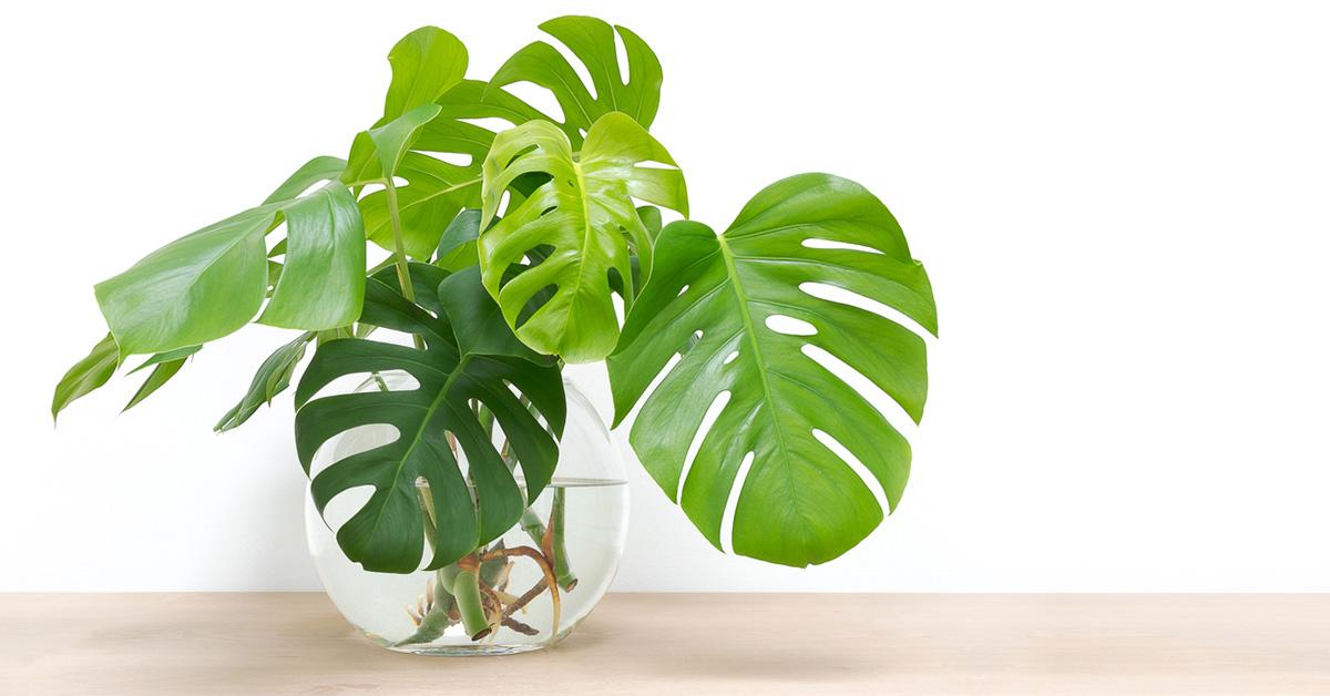 philodendron indoor plant