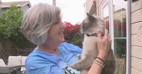 Rainbow the cat is reunited with his family, as woman holds the cat outside her house