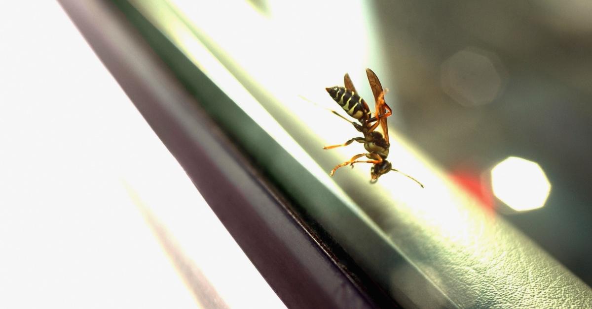 Wasp brushes up against a window.