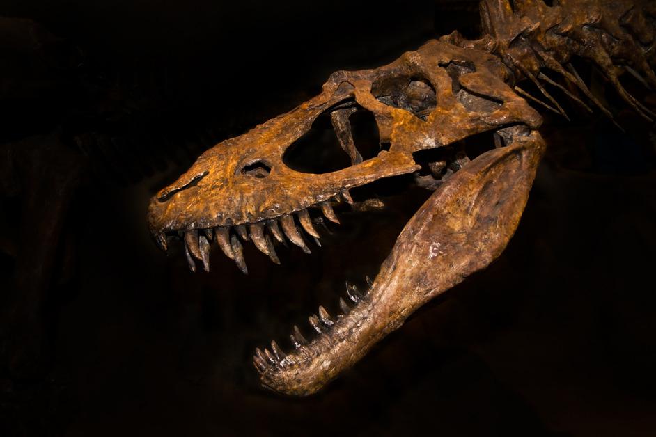 Up-close shot of the head of a T. rex skull.