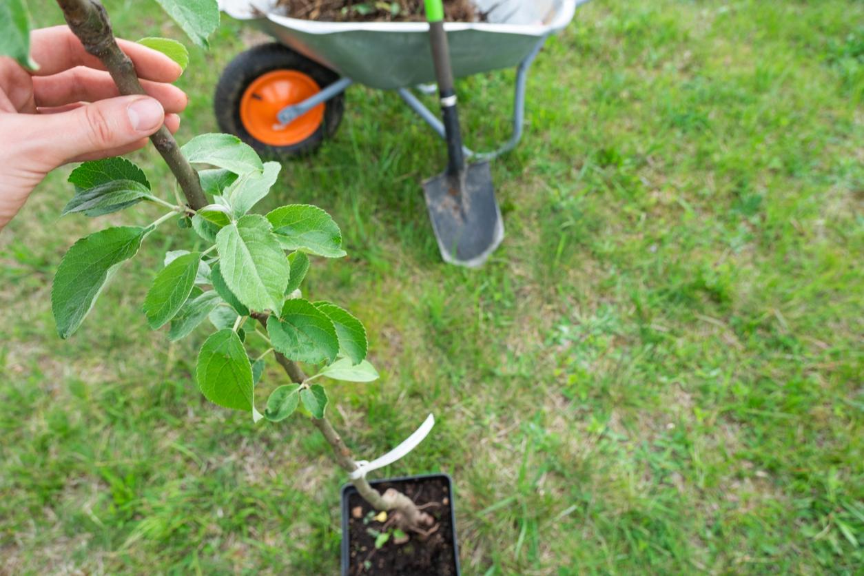 Overhead view of a person holding a skinny, growing apple tree in a pot upright.