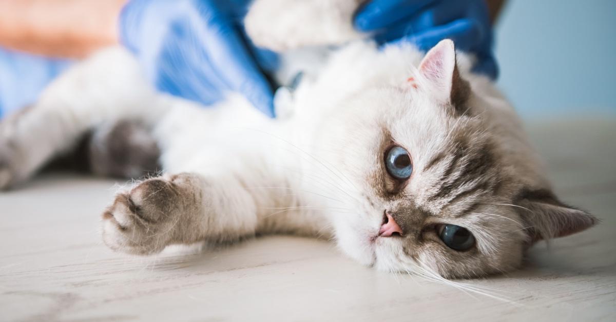 White cat with blue eyes examined by a veterinarian. 