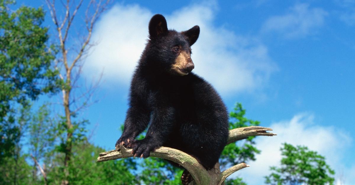 A black bear cub climbs up into a tree. 