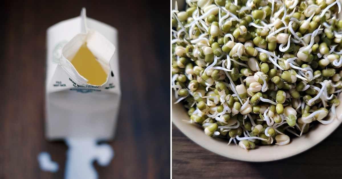 (L) An empty milk carton with spilled milk on the table. (R) Sprouted mung beans in a bowl. (Representative Cover Image Source: Getty Images | (L) Robert Reader, (R) Veena Nair)