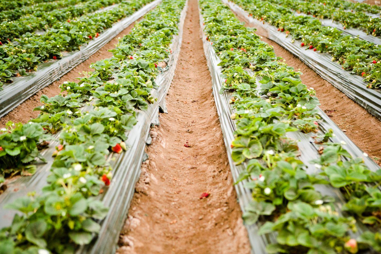 Rows of crops, including leafy green crops and red strawberries, are divided by rows of brown soil.