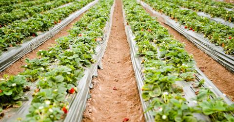 Rows of crops, including leafy green crops and red strawberries, are divided by rows of brown soil.