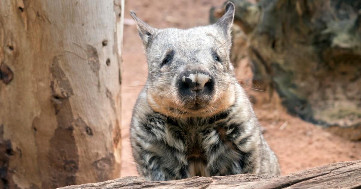 Northern Closeup of a Hairy-Nosed Wombat