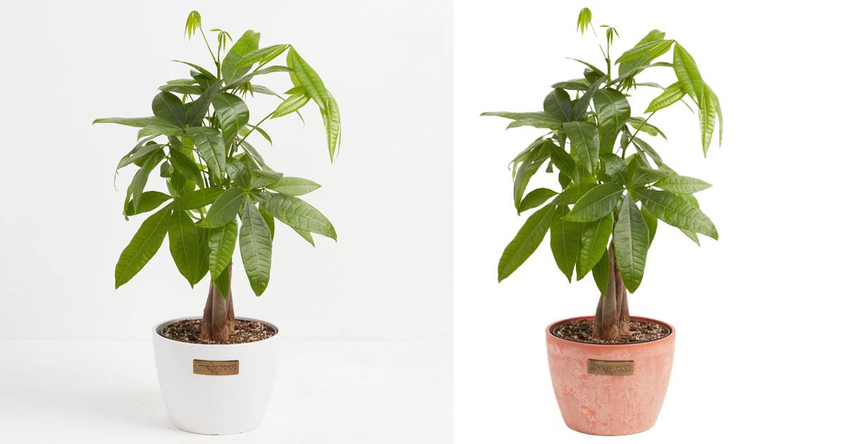 two money trees, one in a white planter, one in a terracotta colored planter