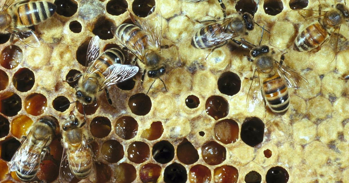 What Happens If Bees Go Extinct? The Results Would Be Catastrophic