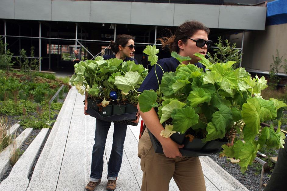 Guerrilla Gardening