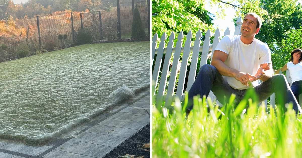 (L) The homeowner's lawn is covered in spider webs. (Cover Image Source: Reddit | u/MacFit) | (R) A couple taking a closer look at their lawn grass. (Representative Cover Image Source: Getty Images | Steve Cicero)