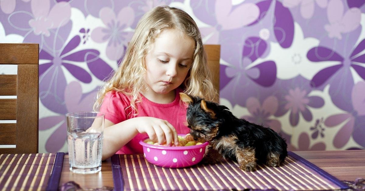 A little dog looks into a girl's bowl of food. 