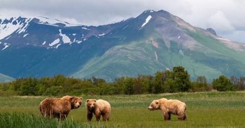 A grizzly bear mother and her cubs walk across a field of grass with mountains in the background.