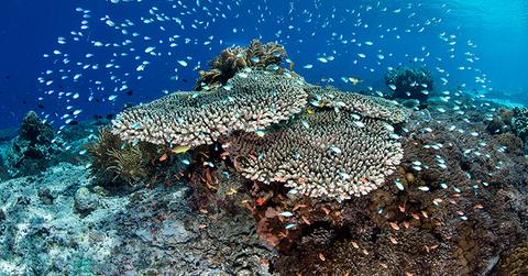 coral reef restoration