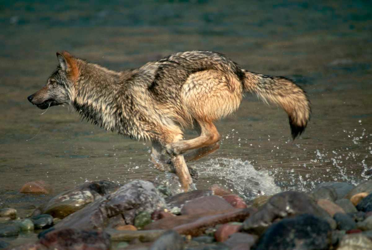 pn/fcdcf ebd  b cdabbdff