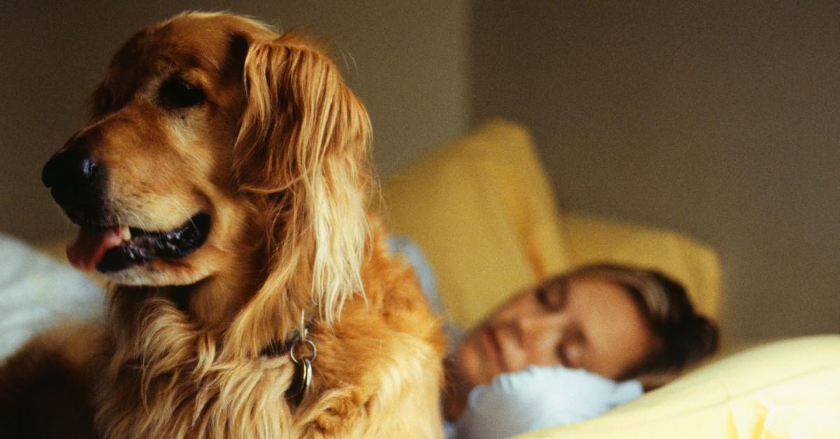 Will Dogs Eat Their Owners if They Die at Home?
