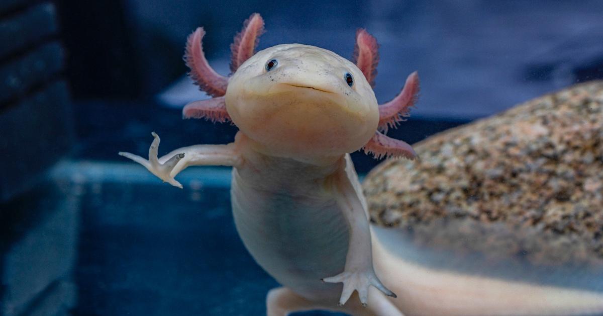 Axolotl swimming.