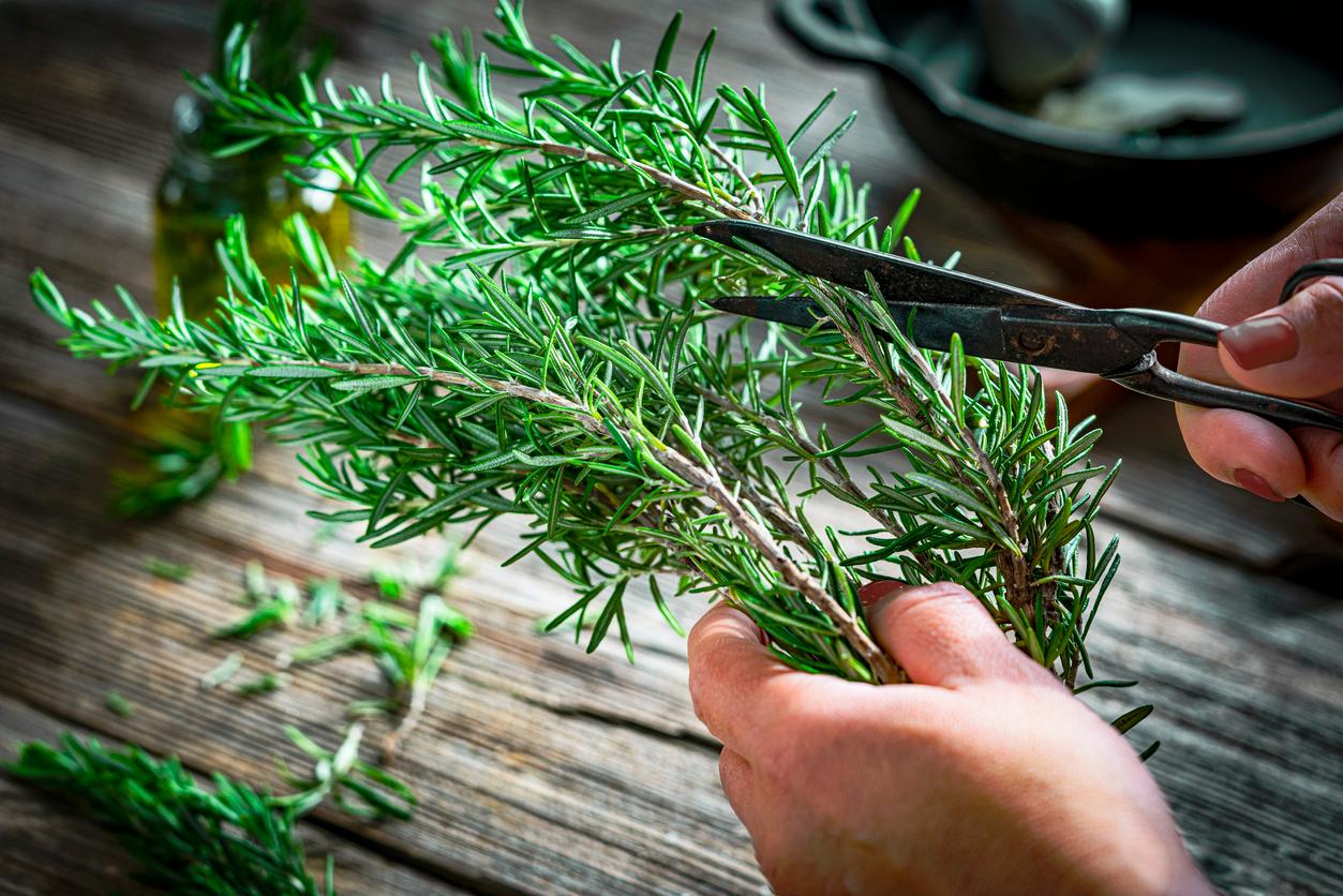 A person holds freshly picked rosemary in one hand while cutting a portion off with scissors with their other hand.