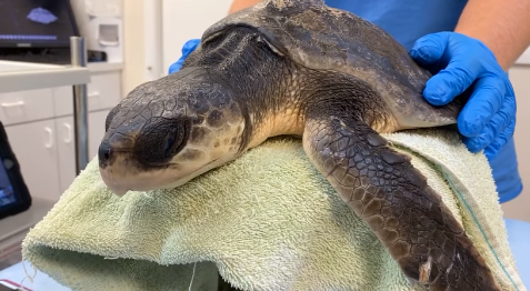 freezing sea turtle rescue