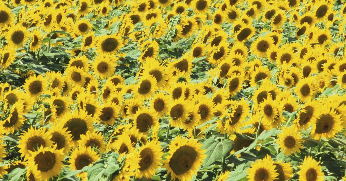 sunflower oil