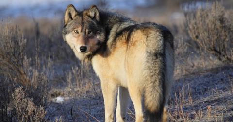 Gray wolf stands in a grassy field with thickets of bushes and sparse vegetation in Yellowstone, looking backwards with a sneering gaze (Representative Cover Image Source: Getty Images | Nathan Hobbs)