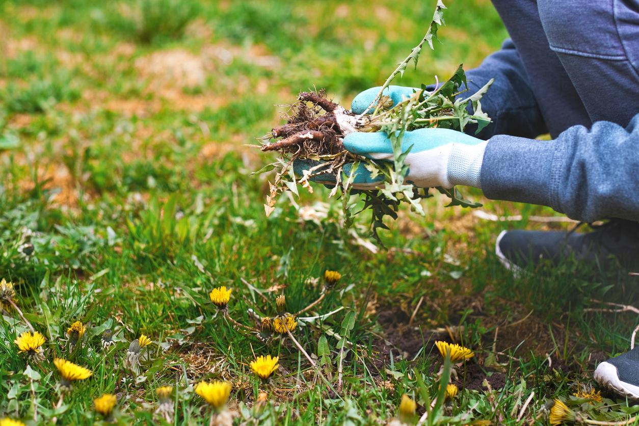 Remove Weeds