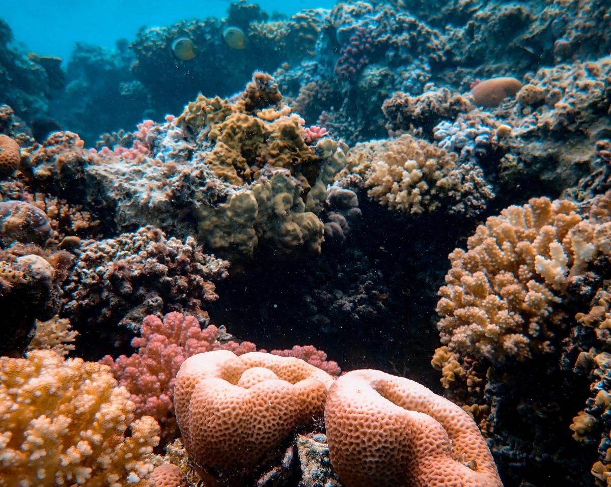 Peachy-colored coral reef